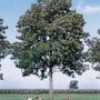 Gewone es (Fraxinus excelsior 'Atlas')